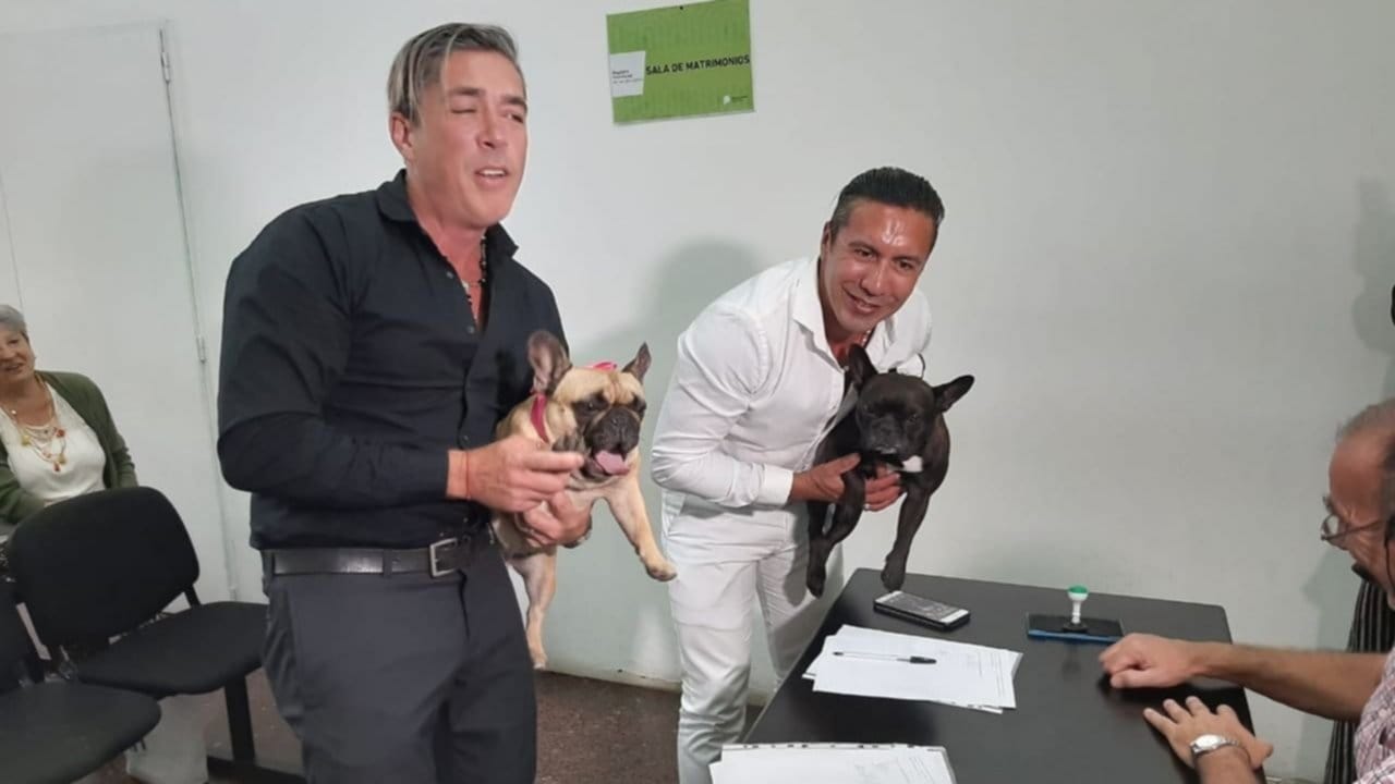 Insólito casamiento en Mar del Plata: Llevaron como testigos a 2 perros bulldogs franceses