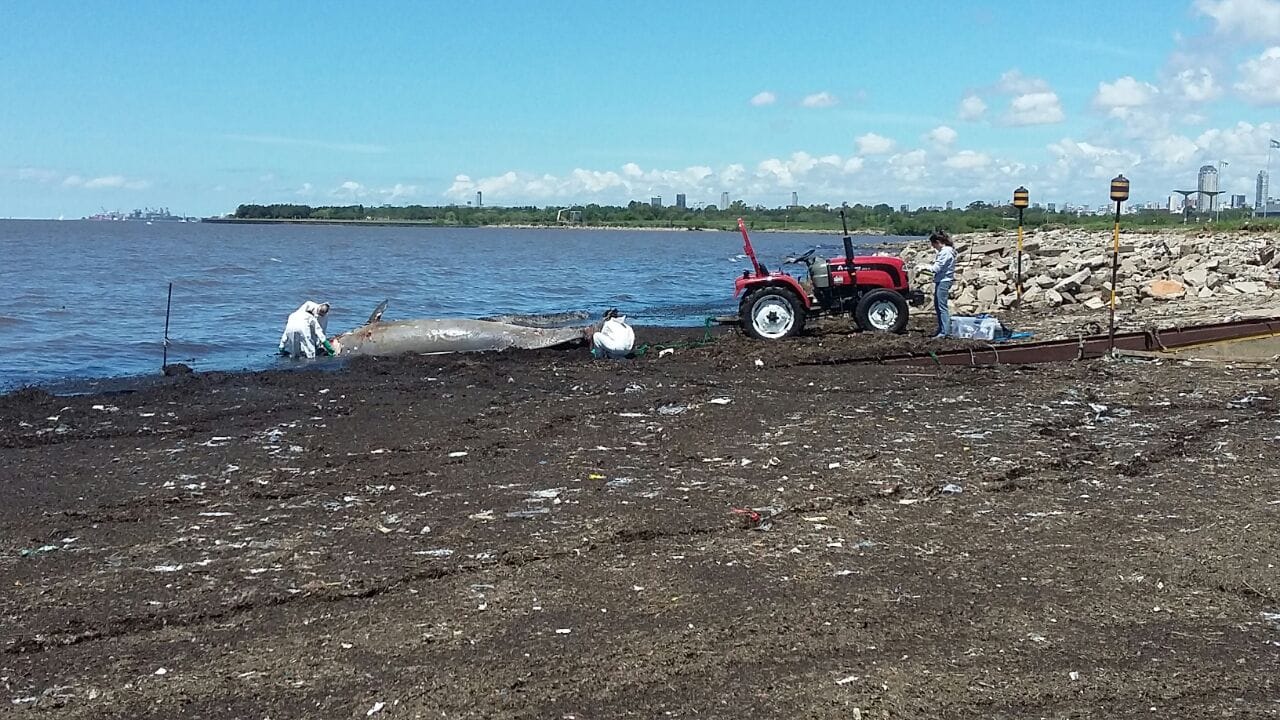 Insólito: Apareció una ballena en la costa de Vicente López