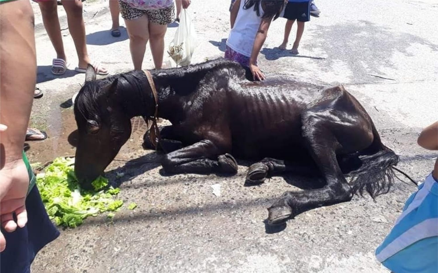 Laferrere: Rescatan a un caballo atacado por un carrero al caer desvanecido por el calor