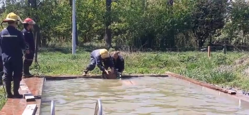 Video: Caballo tomaba agua de una pileta y terminó adentro