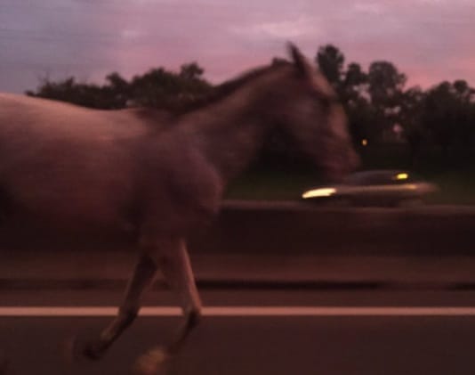 Insólito: Un caballo apareció suelto en el carril rápido de la Panamericana