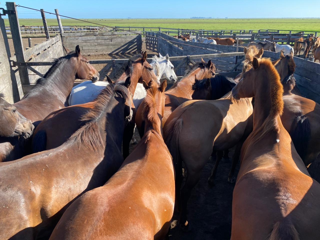 Allanamientos por lavado y comercio ilegal de carne de caballo: Hubo un operativo en frigorífico de Mercedes