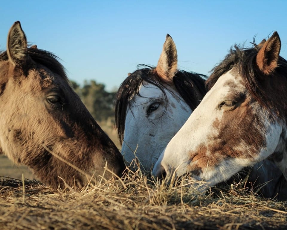 Maltrato animal: Qué pasó con las decenas de caballos rescatados del "campo del horror" en Ezeiza