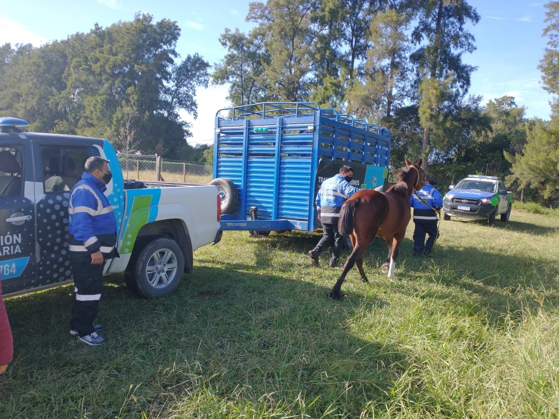 Escobar: Municipio rescató seis caballos que eran sometidos a maltrato