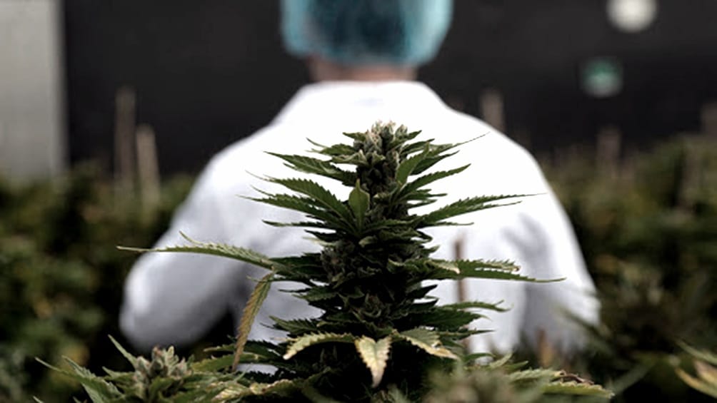 Salud creó el registro del programa de cannabis para el cultivo controlado medicinal