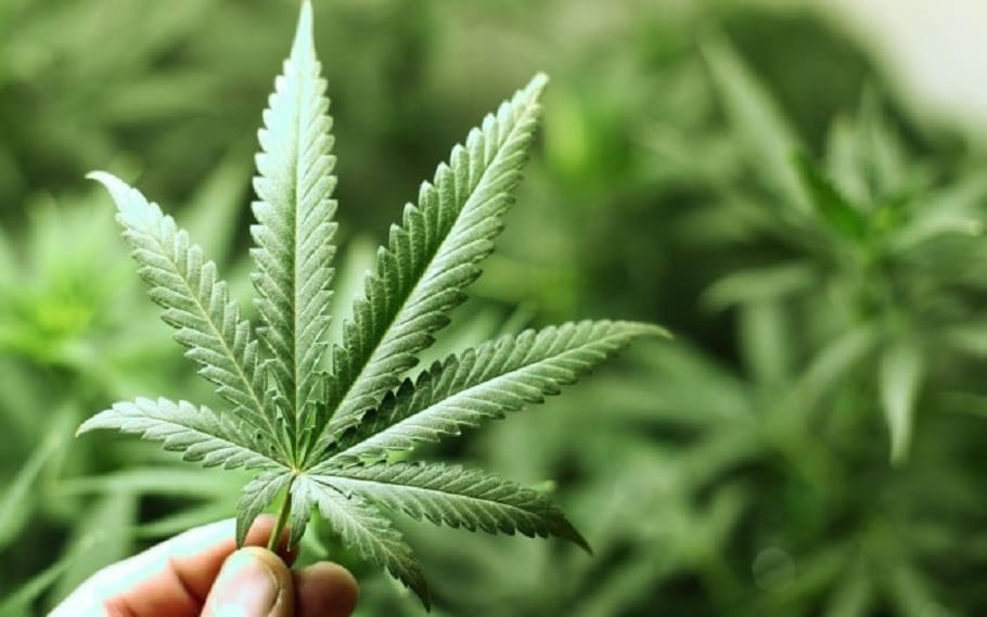 Cannabis medicinal en Provincia: Otra federación de farmacias interesada en el suministro