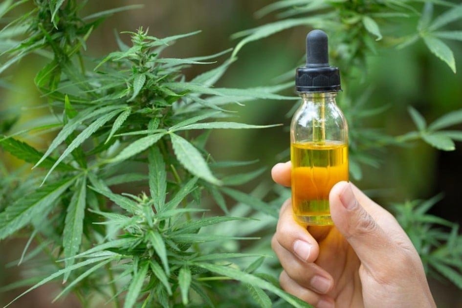 El INTA Pergamino producirá cannabis medicinal
