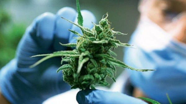 Gobierno bonaerense envió proyecto para regular la producción y provisión de cannabis medicinal
