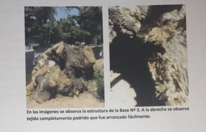 Histórico ombú de Vicente López retirado estaba sin vida y podía caerse, aclararon desde el municipio