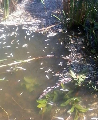 Alerta en Sarandí por aparición de peces y patos muertos