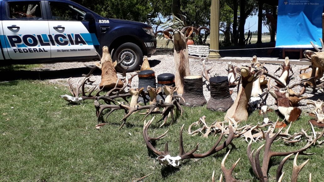 Golpe a la caza furtiva: Secuestran animales protegidos embalsamados en Dolores