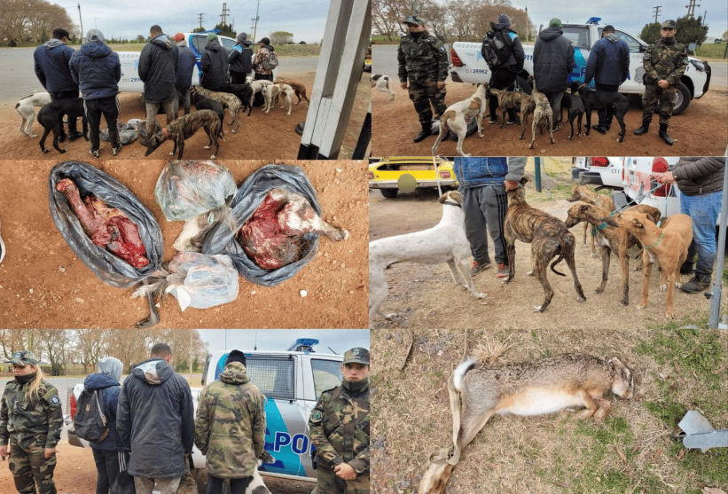 Pila: Más de veinte infraccionados por caza furtiva y con galgos