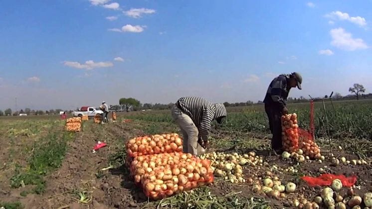 "Todos" apuntó a Macri por una medida que afecta la producción de cebolla en Villarino