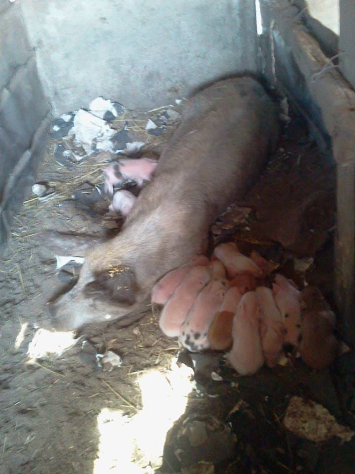 General Alvarado: Una chancha dio a luz a 30 cerdos 