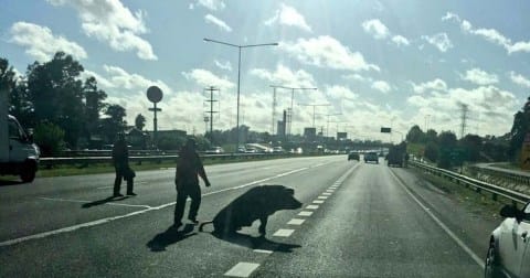 Insólito: Un chancho suelto desató un caos de tránsito en Panamericana