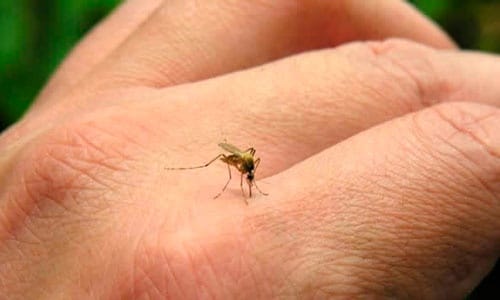 Luján: Confirman al menos cuatro casos de dengue 