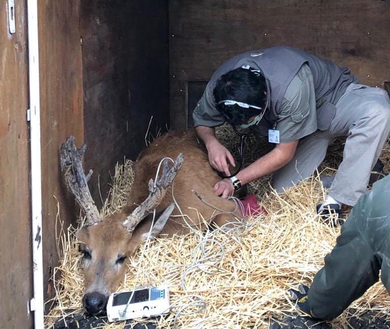 Campana: Liberan un ciervo de los pantanos en su hábitat luego de tres meses de recuperación