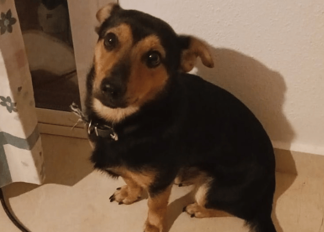 Caso "Liberen a Coco": El perro no será "deportado" por falta de vacuna y se quedará en Argentina