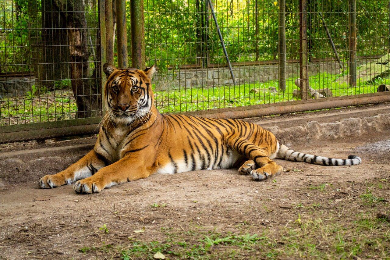 La Plata: Liberaron a tigresa de Bioparque y partió rumbo a santuario de Sudáfrica