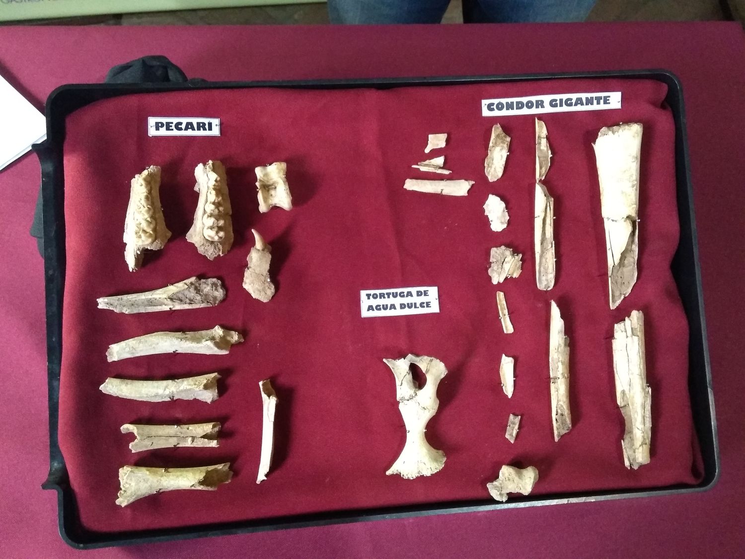 San Pedro: Hallaron fósiles de un cóndor prehistórico, especie desconocida hasta ahora
