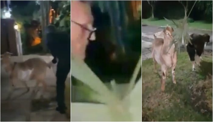 Video: Conzi, condenado por crimen de Schenone, paseando cabras en la vereda mientras tiene domiciliaria