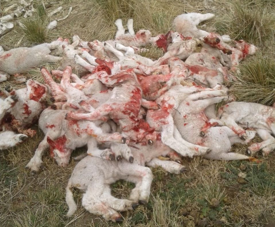 Coronel Pringles: Sesenta corderos muertos por ataques de pumas