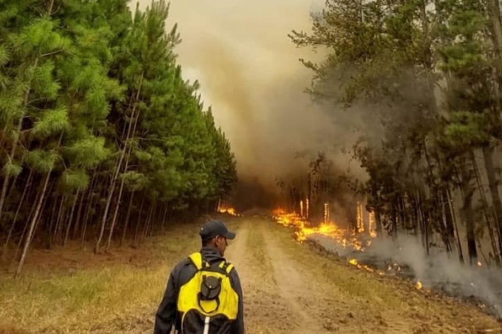 Incendios de Corrientes: Municipio bahiense y Universidad Nacional del Sur se suman a la colecta bonaerense