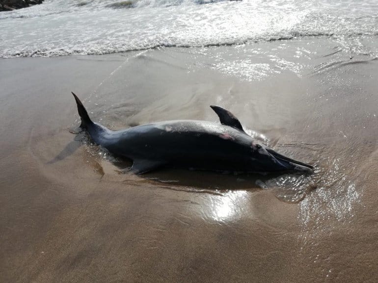 Mar del Plata: Apareció delfín de gran tamaño sin vida en la costa