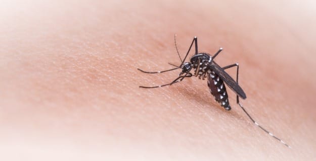 Confirman el primer caso de dengue en Salto