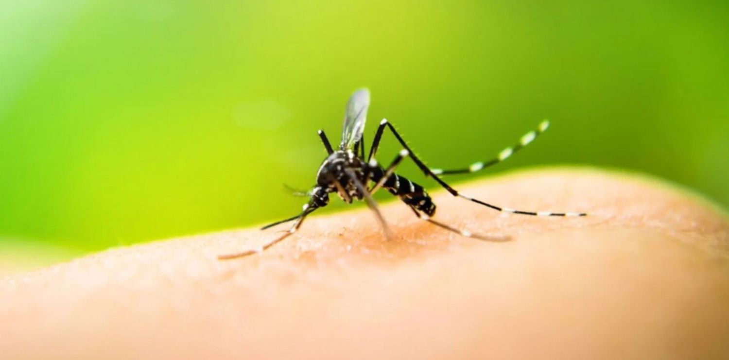 Dengue en La Plata: Hay doce casos confirmados y tres son autóctonos