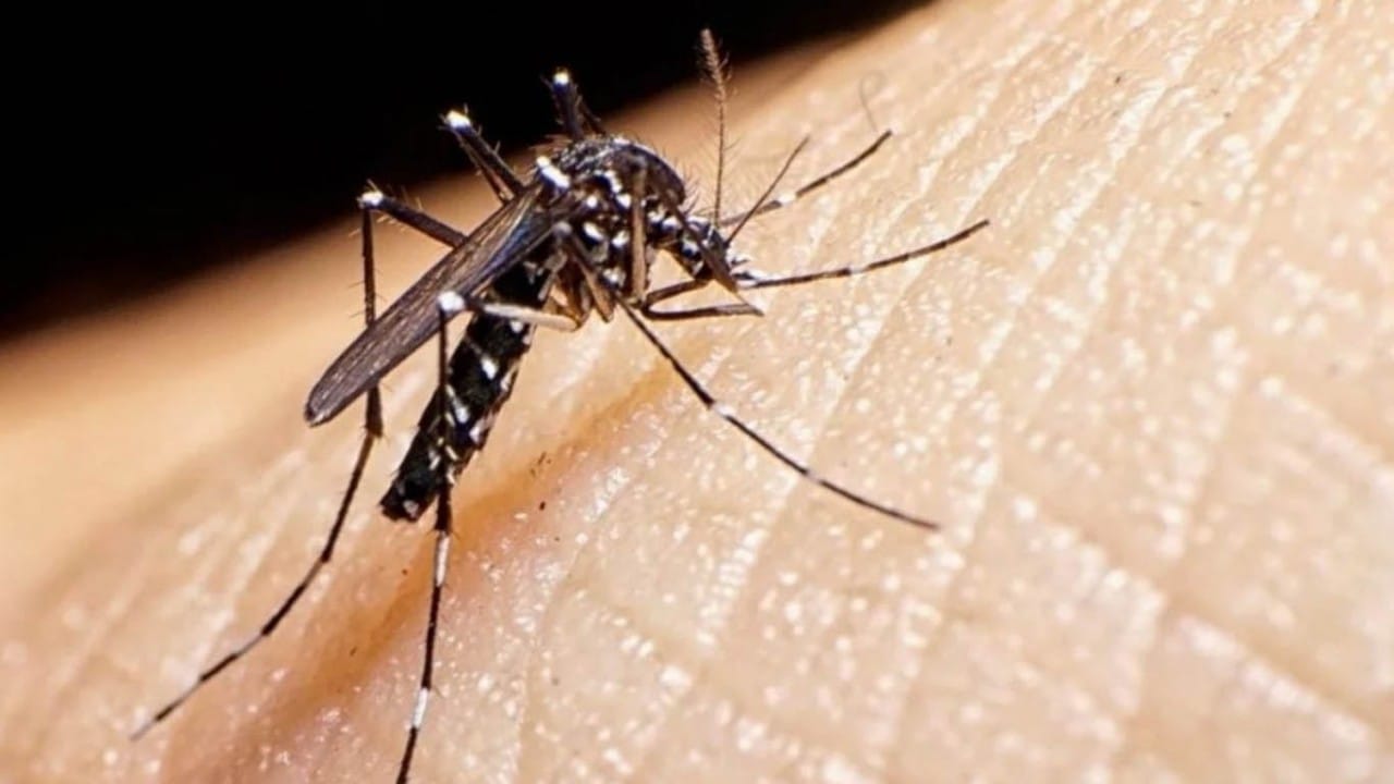 Para evitar el aumento de casos de dengue: Provincia pide extremar cuidados