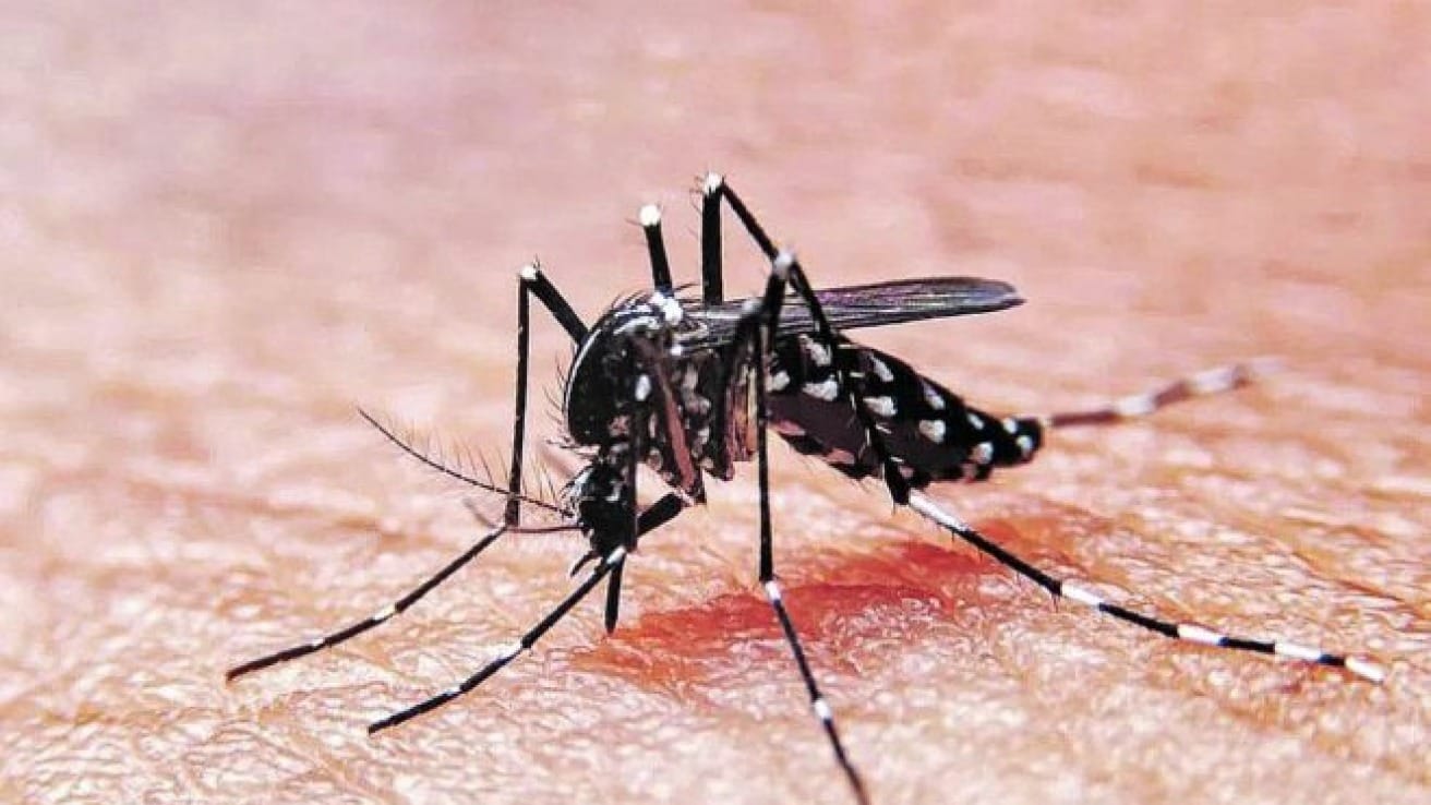 Dengue en La Plata: Confirmaron tres casos pero aseguran que “no hay brote”