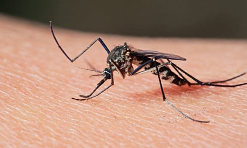 Ramallo: Analizan el primer caso sospechoso de dengue 