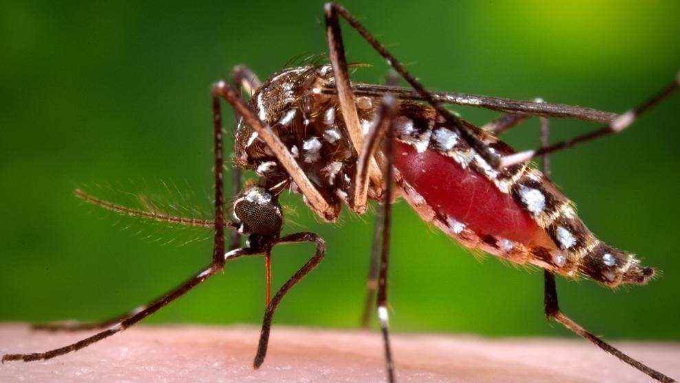 Cañuelas: Se confirmó un caso de dengue en Vicente Casares