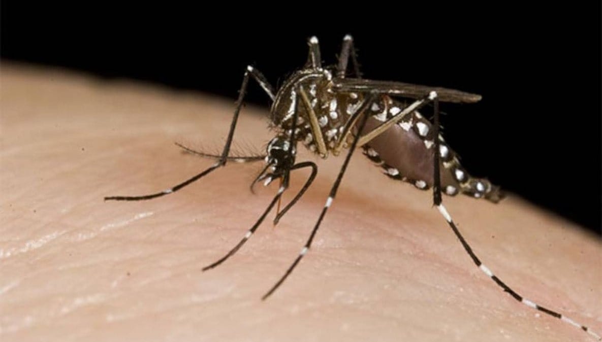 En Junín ya hay 7 casos de dengue: “Estamos lejos de decir que hay un brote”
