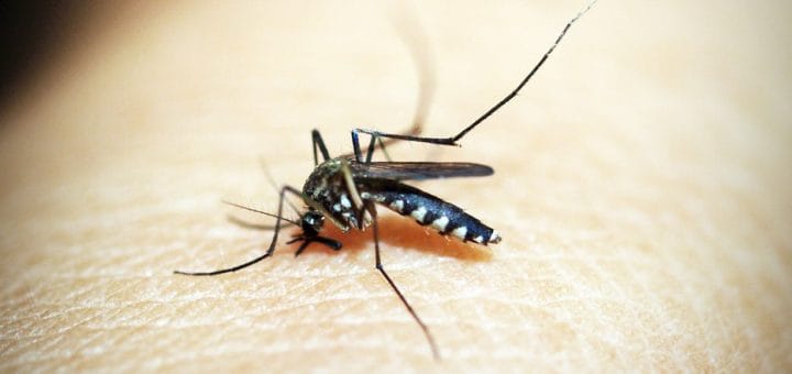 Dengue: Municipalidad de La Costa recuerda como prevenir la llegada del mosquito