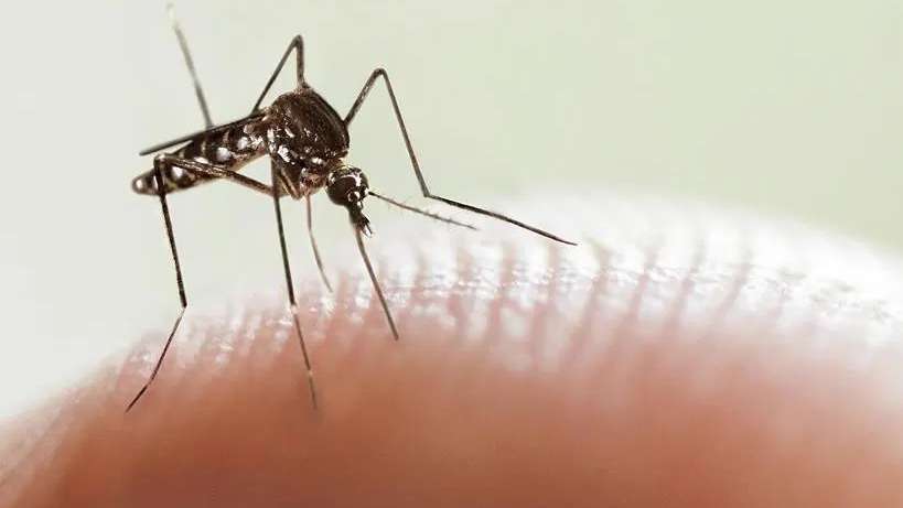 Dengue en la Provincia de Buenos Aires: Hay 261 casos confirmados, de ellos, 102 sin antecedente de viaje