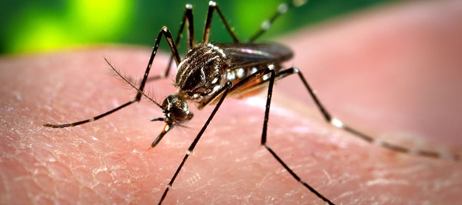 Dengue en Provincia de Buenos Aires: A la fecha, registra 200 casos autóctonos y 70 de chikungunya
