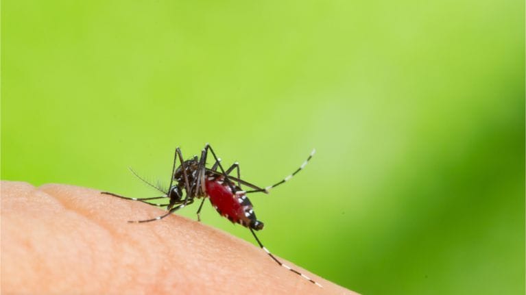 Invasión de mosquitos en el AMBA: ¿Hay peligro de dengue? ¿Qué hicieron los municipios?