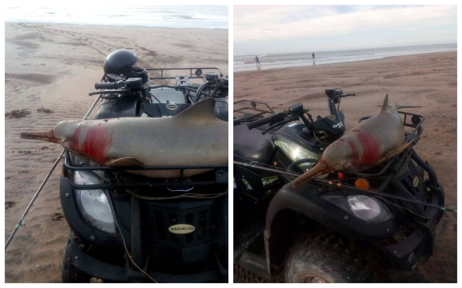 Indignante: Denuncian que cazaron a un delfín y lo pasearon desangrado por la playa en cuatriciclo