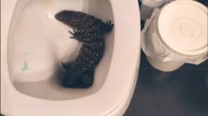 Video: Una chica de La Plata se levantó para ir al baño y se encontró con un lagarto overo dentro del inodoro