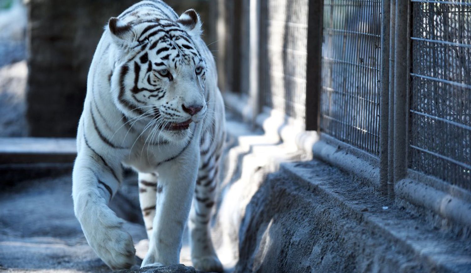 Dolor por la muerte de la tigresa Dhara en el zoológico de La Plata
