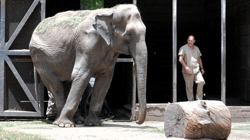 La elefanta "Pelusa" del Zoo de La Plata comenzó a entrenar para irse a Brasil