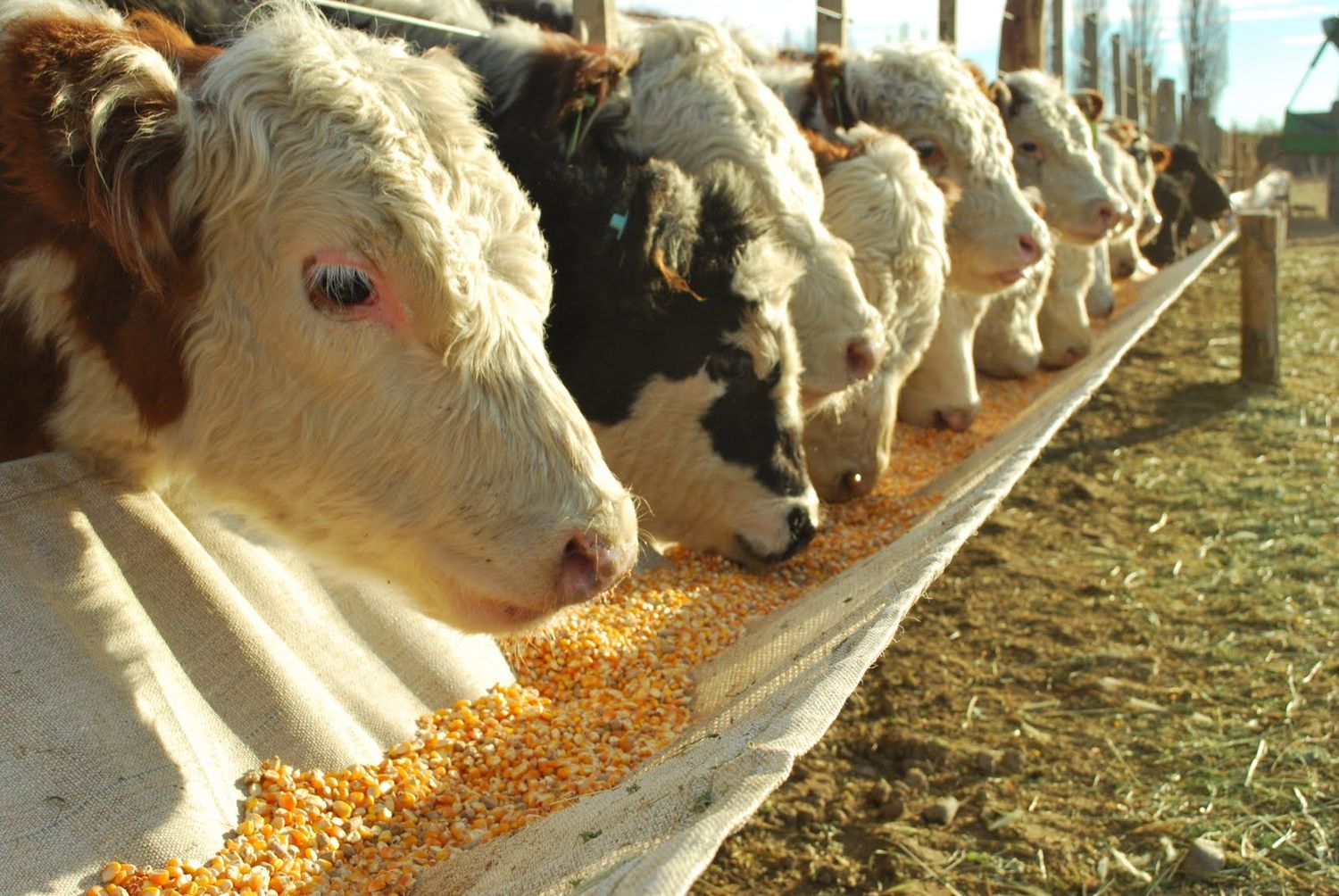 El Banco Nación lanzó créditos por $ 10 mil millones para el engorde de ganado: Quiénes pueden acceder