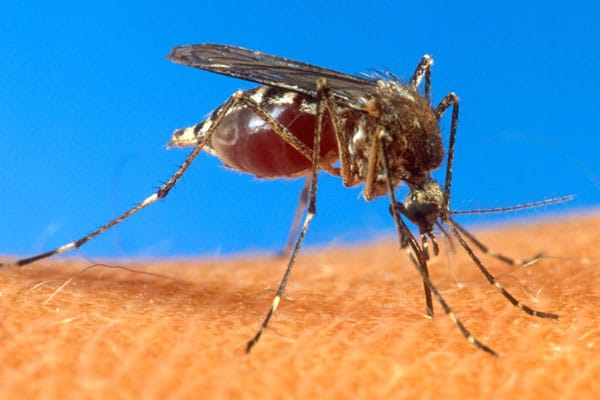 Dónde hay dengue en la Provincia de Buenos 