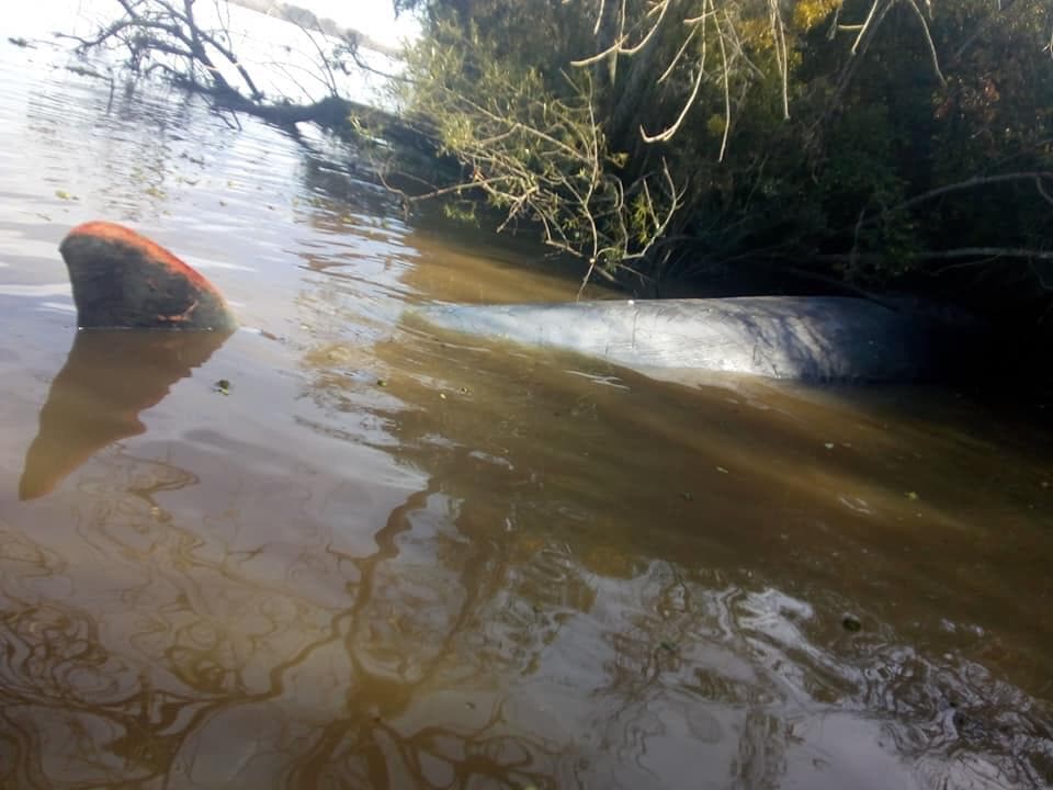 Escobar: Hallaron una ballena muerta en el Río Paraná