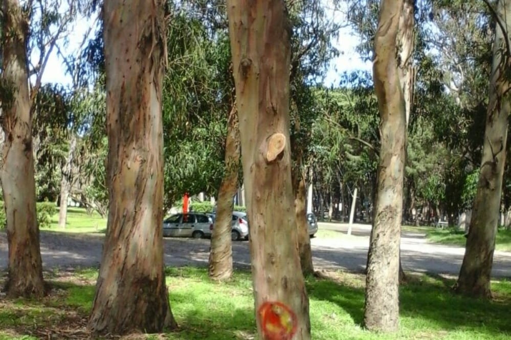 Jornada técnica sobre Eucalyptus en Necochea