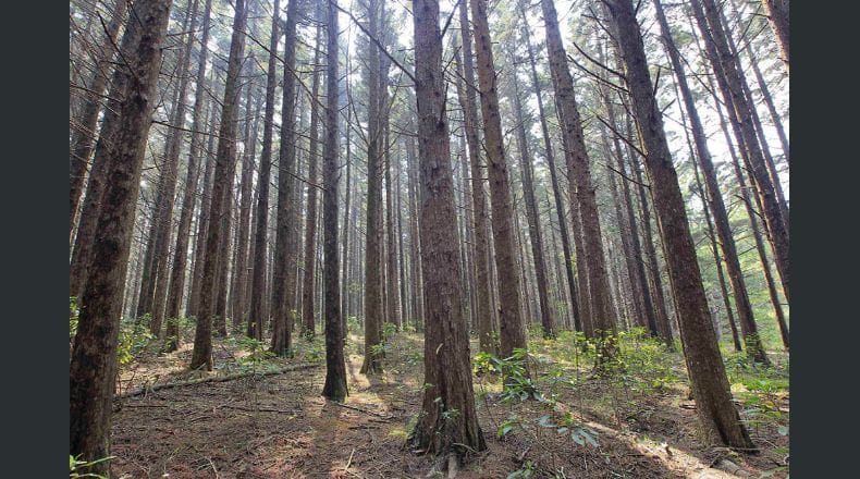 Anunciaron un fondo para promover la innovación forestal en la Provincia