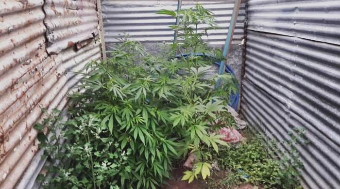 Bahía Blanca: Buscaban a un presunto ladrón y encontraron 9 plantas de marihuana