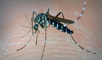 La provincia convocó a municipios a intensificar controles sobre el dengue